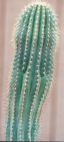 Coleocephalocereus_pluricostatus